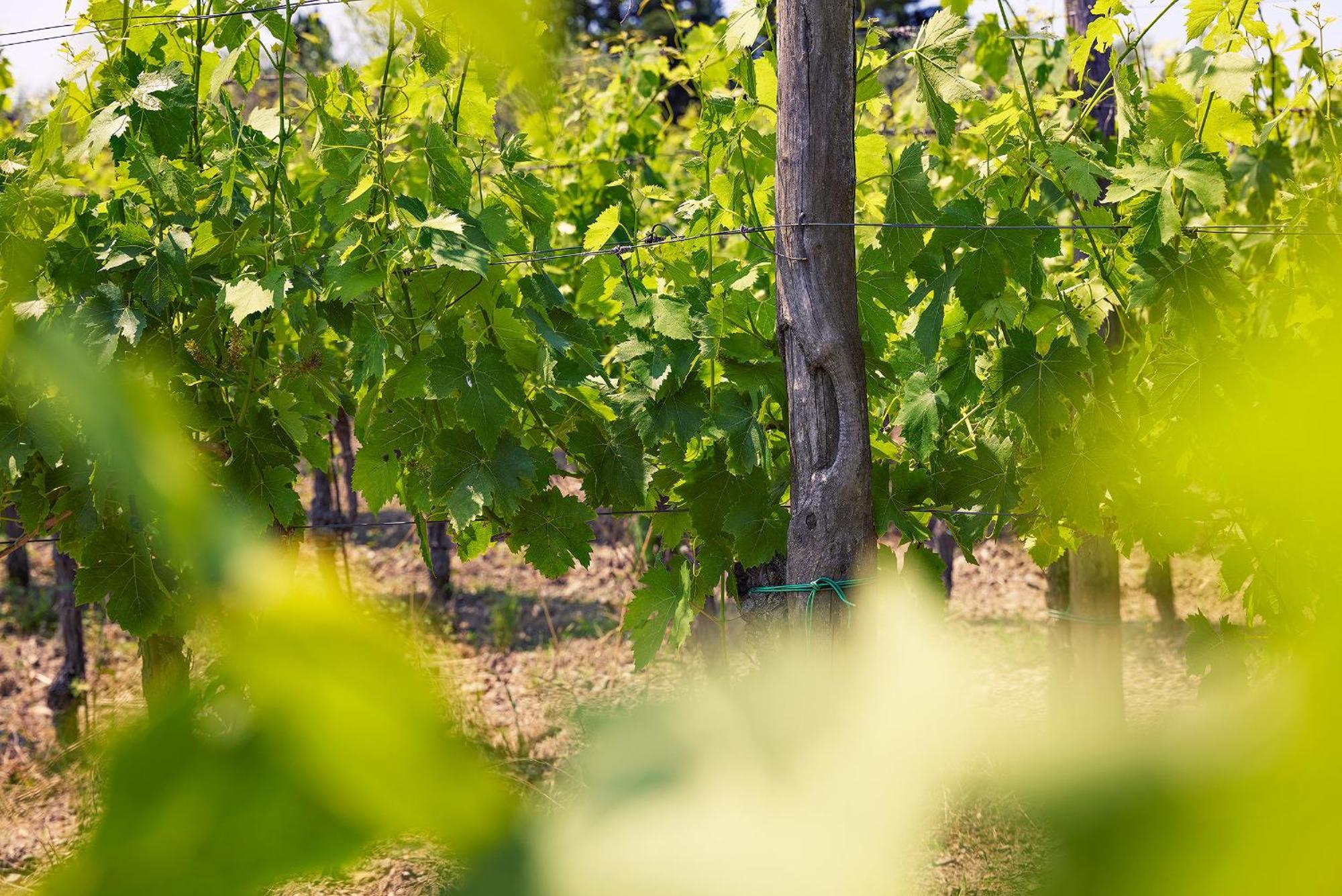 Tenuta Il Poggetto ราดดา อิน เคียนติ ภายนอก รูปภาพ